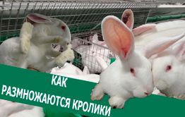Вечорка ТВ: Как размножаются кролики 