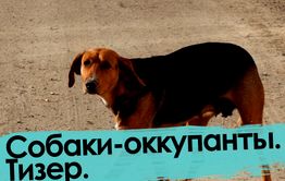 Собаки — оккупанты Читы. Тизер.