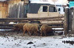 Ущерб от африканской чумы в Забайкалье составил почти 6 миллионов рублей 