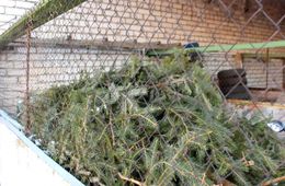На территории колонии поселения в Тыргетуй находится 400 спиленных елок – читатели «Вечорки»