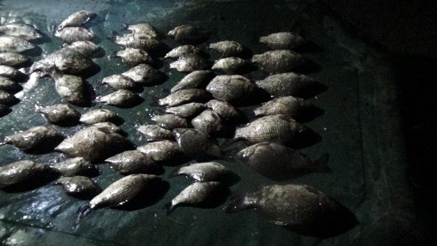 Двое забайкальцев задержаны за добычу рыбы сетью в период нереста