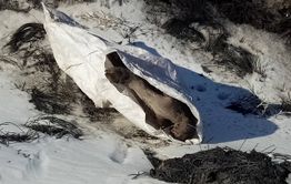 В Борзинском районе отменили карантин, связанный с эпидемией ящура