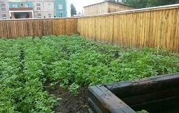 У жителя Краснокаменска изъято 84 куста конопли