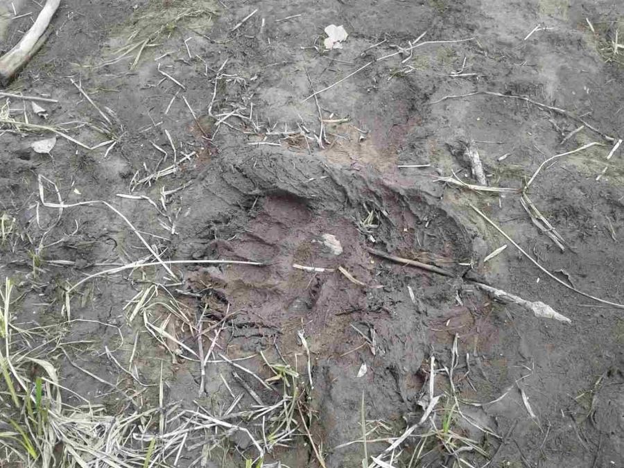 Медведи вышли из спячки и бродят возле людей в Забайкалье 