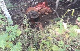 Забайкальские животноводы приманивают волков 