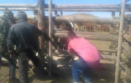 Казахи поставляют забайкальских лошадок афганским моджахедам