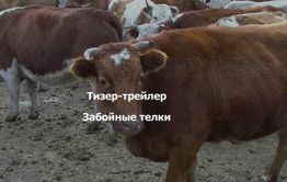 ​«Вечорка ТВ»: Забойные телки
