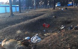 Свинью подложили в лес мкр. Северный