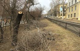 Читинцы пожаловались на вырубку деревьев в аллее на Горького