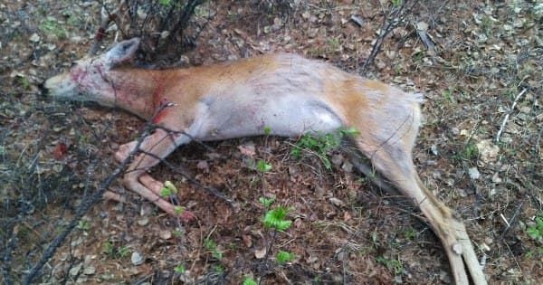 В национальном парке «Чикой» Забайкальского края провели подсчет животных