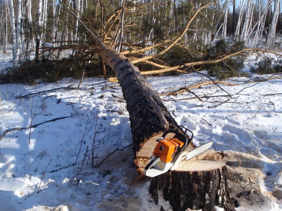 После увольнения лесника в селе Илим начали воровать лес