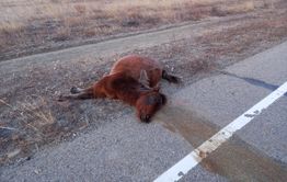 Неизвестный на Mark-2 сбил жеребенка в Агинском районе Забайкалья