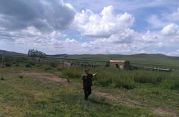 Волки в Борзинском районе учили волчат убивать на домашних овцах