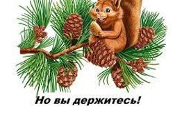 Забайкалец стал жертвой мошенника, решив купить кедровые орехи