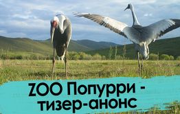 ZOO Попурри – тизер-анонс