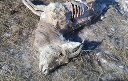 В Краснокаменском районе обнаружены 12 зараженных ящуром животных