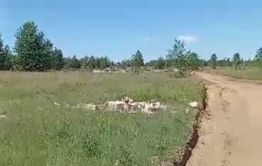 В Улетах появилась организованная свалка в зеленой зоне