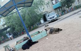 Агрессивные собаки обосновались на детской площадке в Чите. Жители боятся