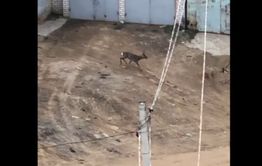 В Чите косуля бегала по двору жилого дома. Видео