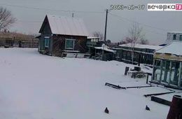 Дикие куропатки оккупировали пригород Читы (видео)