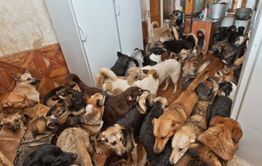 Забайкалка приютила 30 собак в квартире. Суд постановил их выгуливать
