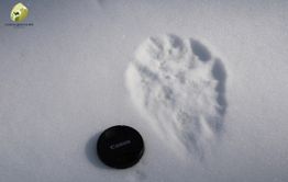 Медведи проснулись в Сохондинском заповеднике 
