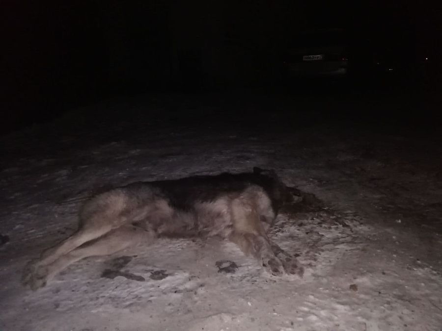 Хозяйка псов из Домны жалела не только бездомных животных, но и бомжей
