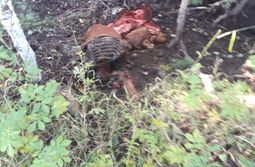 Забайкальские животноводы приманивают волков 