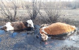 ​Коровы в Приисковой тонут в гудроне