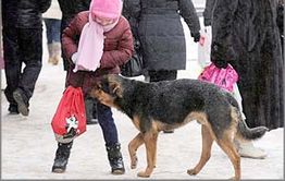 За месяц до гибели мальчика на Балейской собаки отгрызли ухо еще одному школьнику