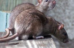 В Чите жильцов дома на улице Корейская атакуют крысы