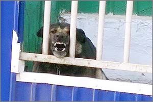 Активисты собирают средства для семьи растерзанного собаками школьника