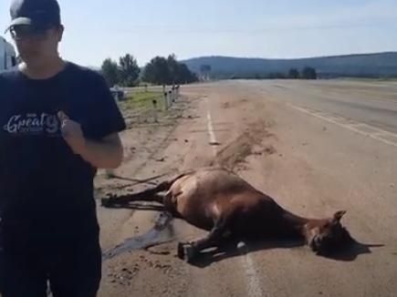 Три лошадки стали жертвами ДТП с фурой под Танхой (видео)
