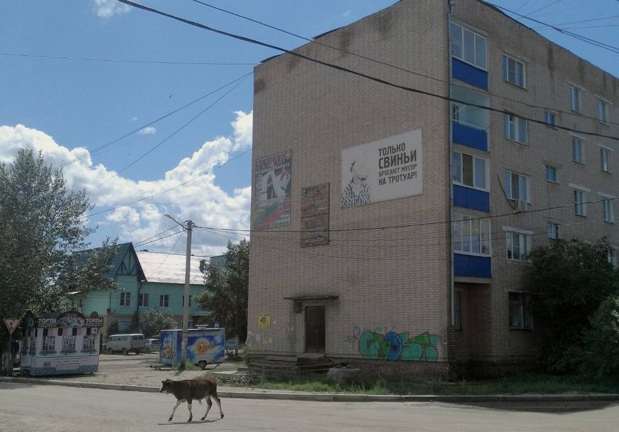 Карымская борется со свиньями, закрывая глаза на коров