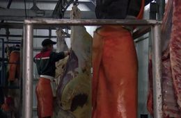 Гражданин Таджикистана пытался вывезти тонну мяса без документов из ящурной резервации в Забайкалье 