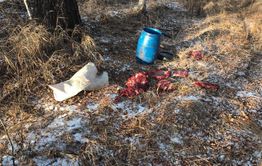 В Забайкалье браконьеров нет. Все просто водку пьют в тайге (оперативная съемка)