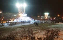 Клыкастое гетто: стая собак облюбовала участок площади Ленина в Чите