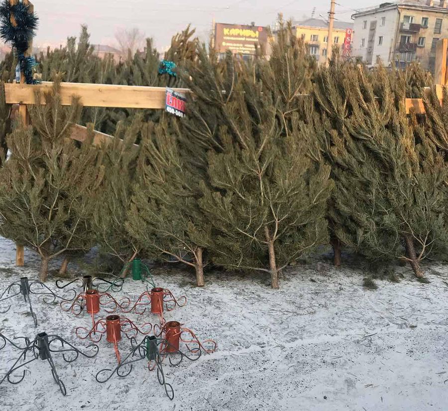 «Вечорка» публикует адреса елочных базаров в Чите