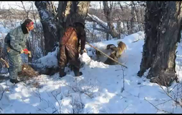 ​Что такое «взять медведя на берлоге»? Видео