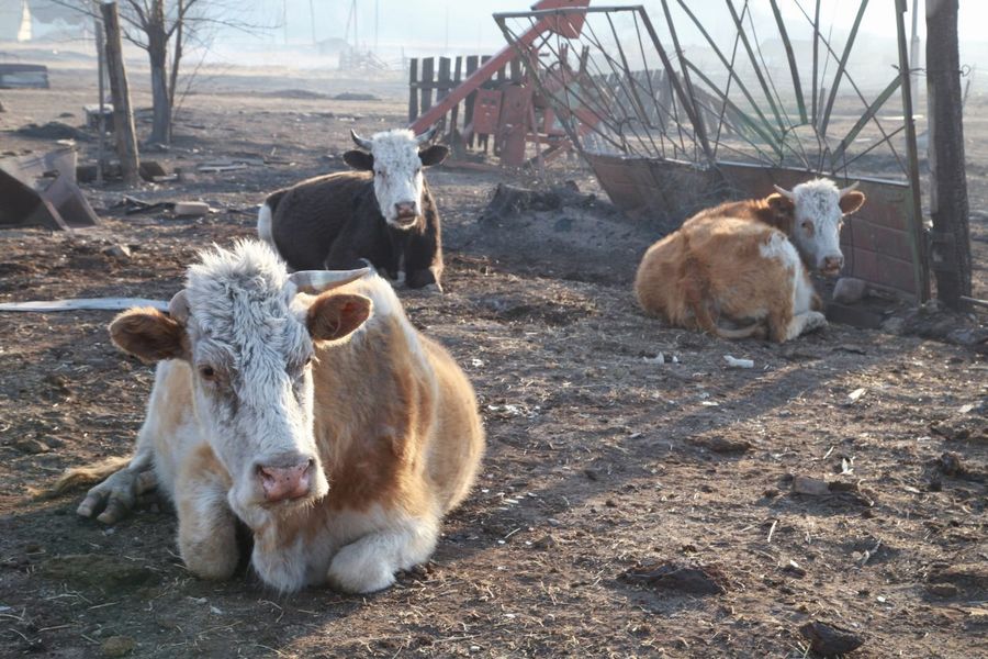 Село Шара Александрово-Заводского района покинуло трудоспособное население — осталось 12 пенсионеров 