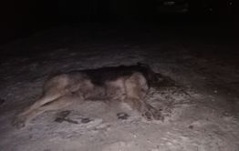 Тело отравленной собаки нашли в одном из дворов Читы