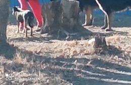 Очередное клыкастое гетто: жительница поселка ГРЭС подкармливает бездомных собак мясом