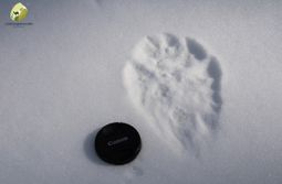 Медведи проснулись в Сохондинском заповеднике 