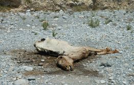 Банда недоброжелателей отравила водопой шилкинского фермера