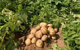 Забайкалкрайстат зарегистрировал снижение объемов сельхозпроизводства в Забайкалье