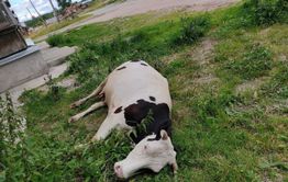В Нер-Заводском районе умирают коровы