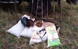 В Балейском районе задержаны копатели краснокнижной солодки на территории заказника