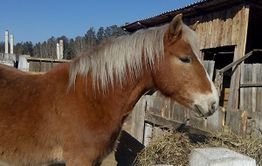 Ликвидация конефермы в Шилке: племенных коней отдали за бесценок