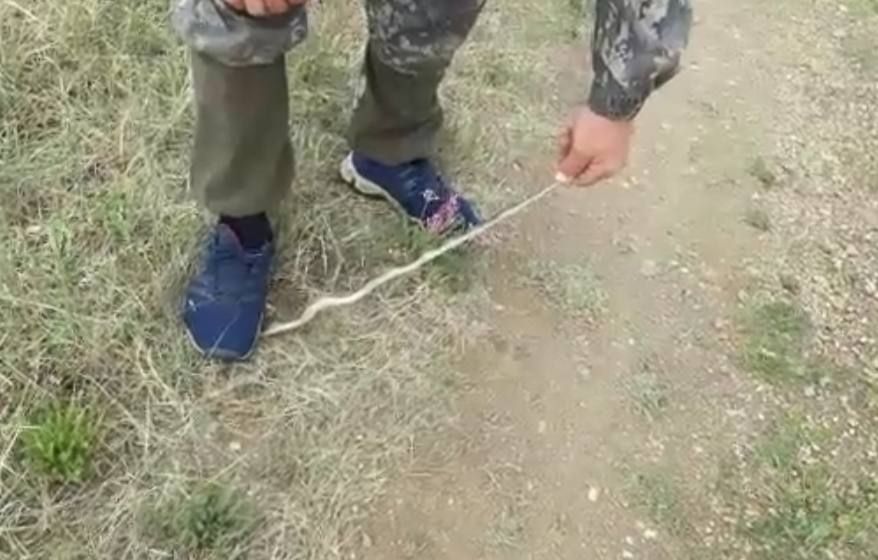 Корреспондент «Вечорки» повстречался с огромной гадюкой в степи (видео)