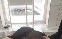 Собаку ранили ножом в подъезде дома в Песчанке